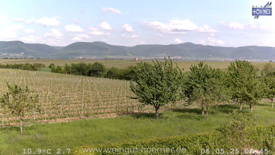 Webcam Hochstadt Pfalz aktuell Webcam Weinberge Hochstadt