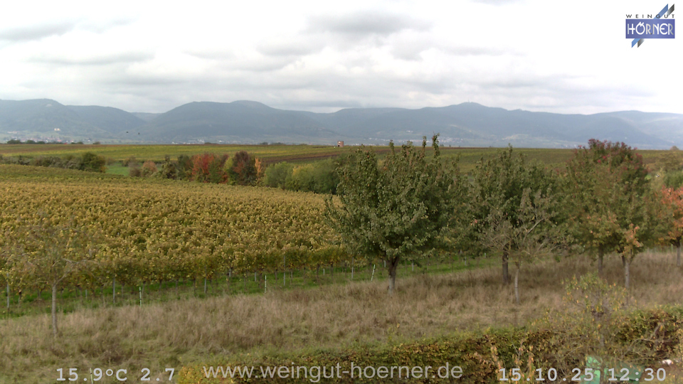 Webcam Hochstadt Pfalz aktuell Webcam Weinberge Hochstadt