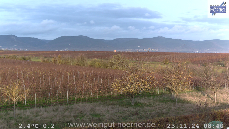 Webcam Weinberge Hochstadt