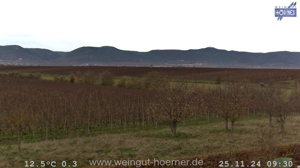 Webcam Weinberge Hochstadt